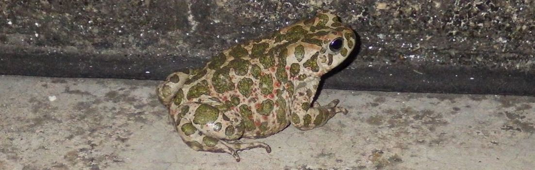 European green toad.