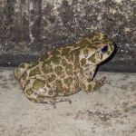 European Green Toad