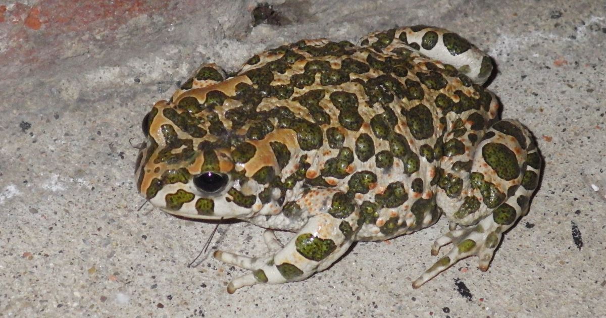 European green toad.