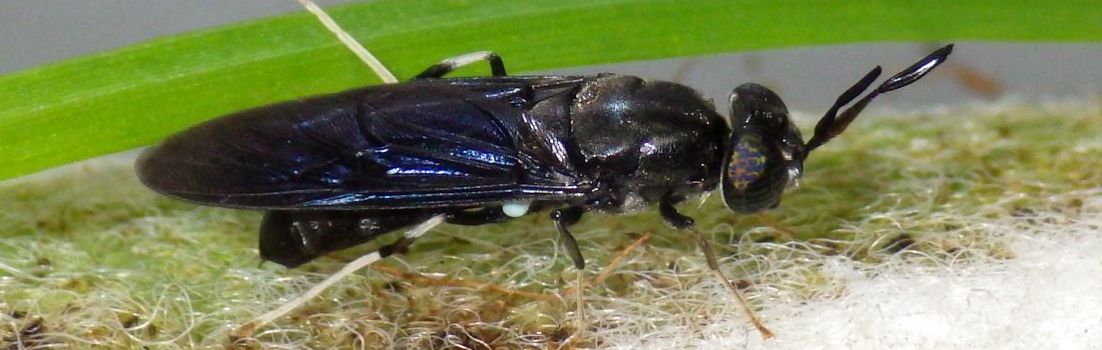 Black soldier fly.