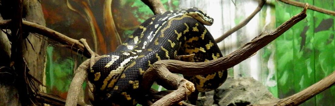 Jungle Carpet Python.