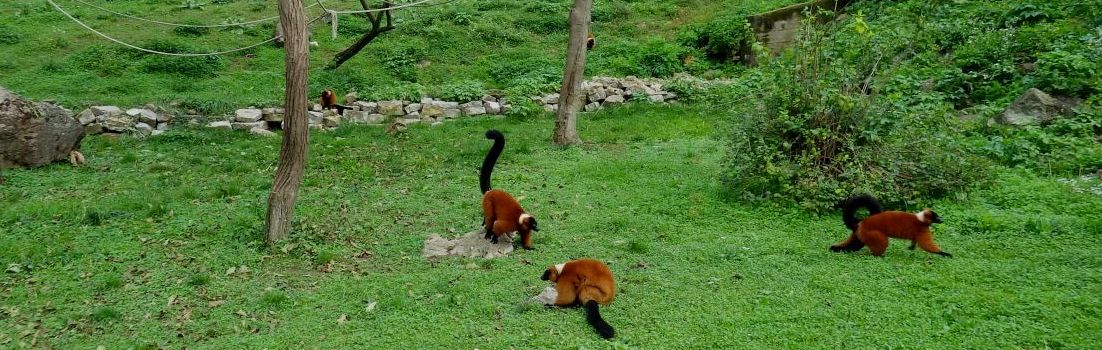 Red Ruffed Lemurs.