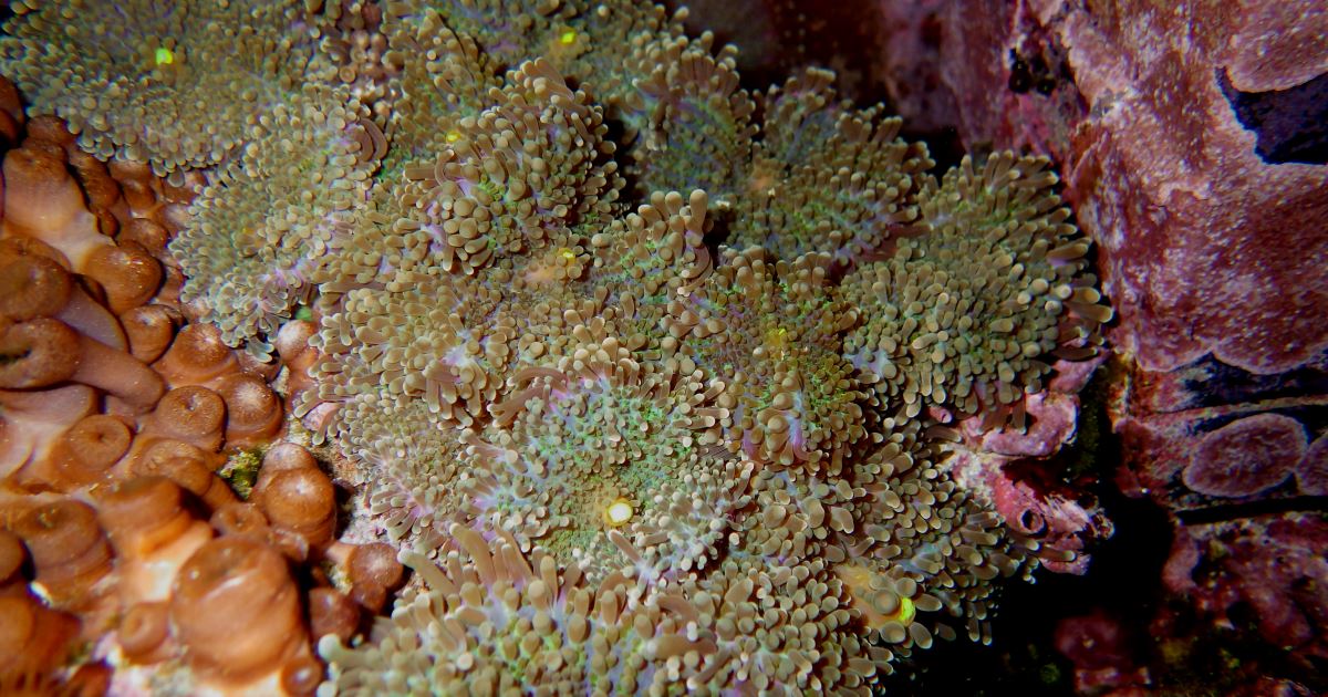 A patch of Ricordea Yuma corals.