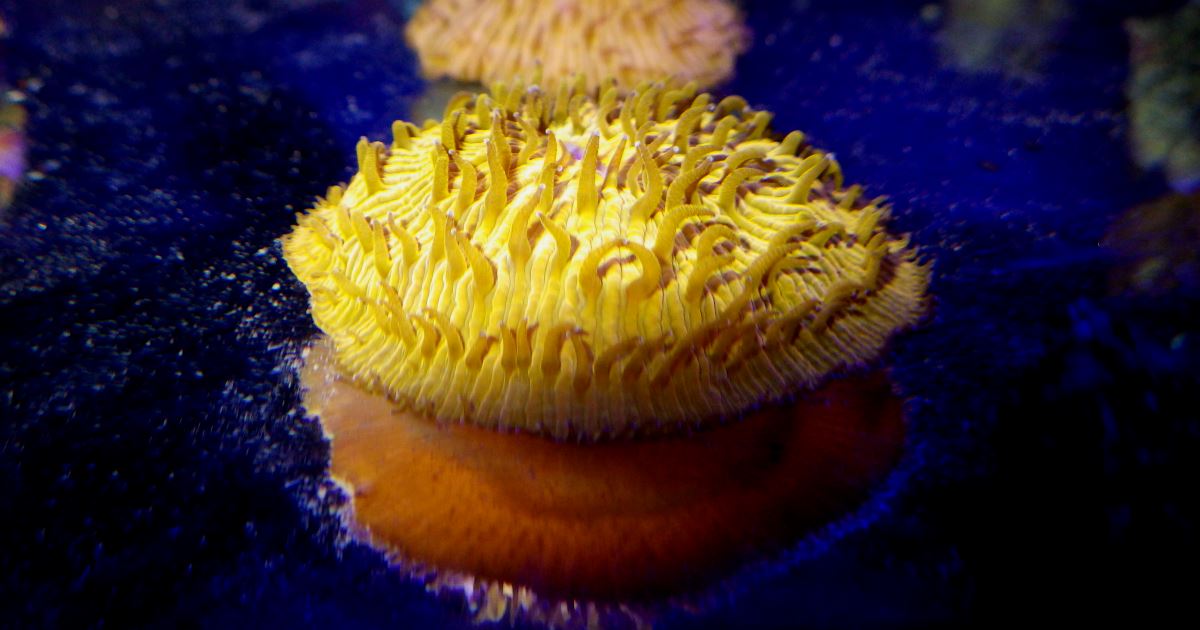 Fungia coral.