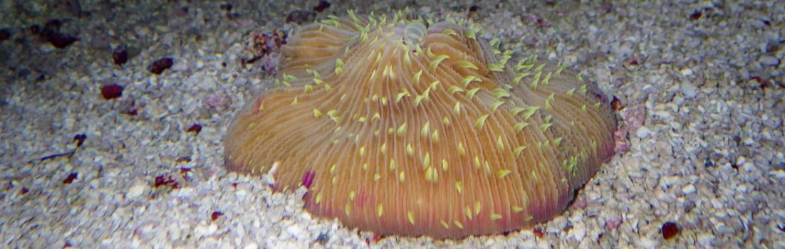 Fungia Coral.