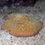 Fungia Coral.