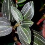 Jewel Orchid Flower and Leaf.
