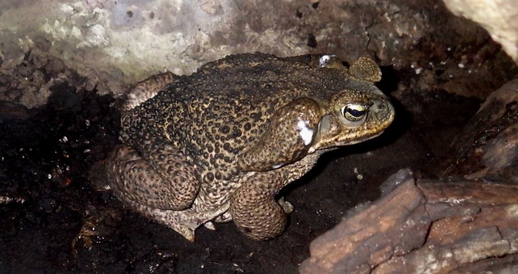 Rococo Toad