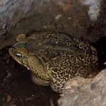 Rococo toad.