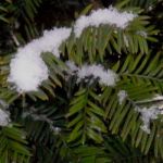 Snow on a yew tree.