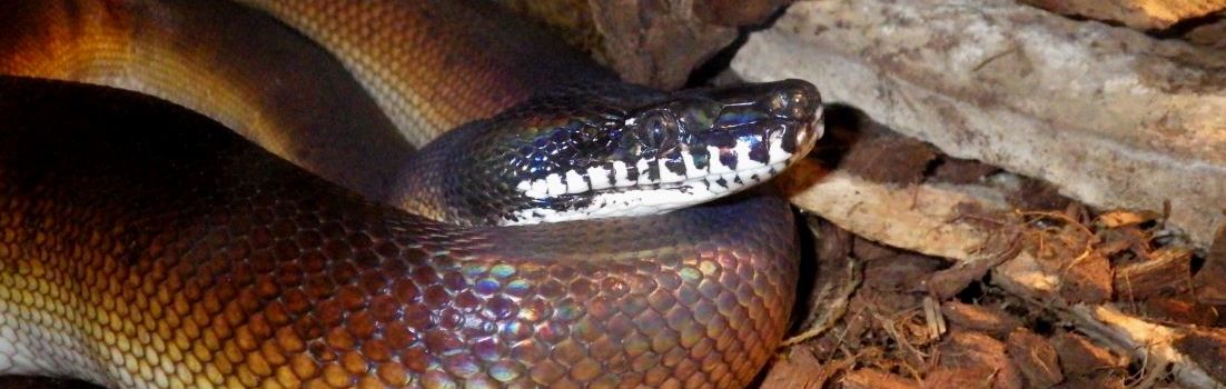 White-lipped python.