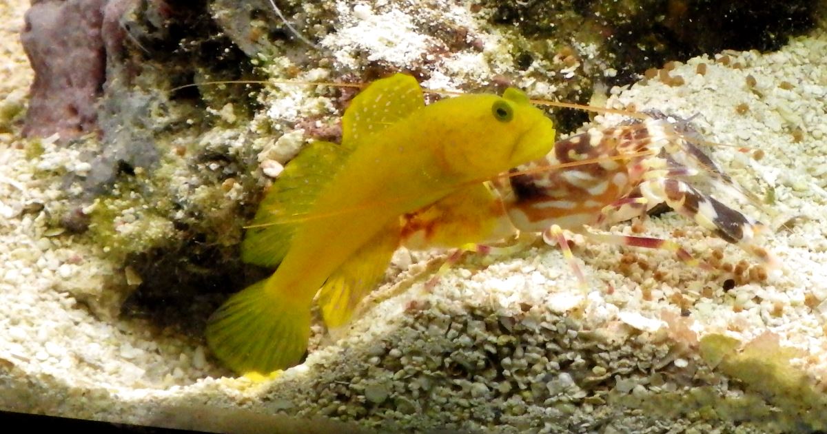 Tiger pistol shrimp with yellow prawn-goby.