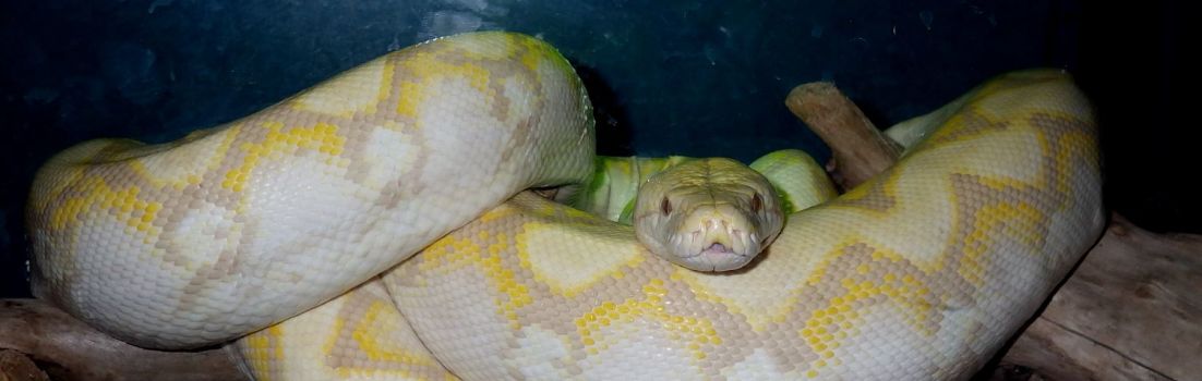 Albino reticulated python.