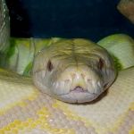 Albino reticulated python.