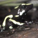 Green and black poison dart frog.