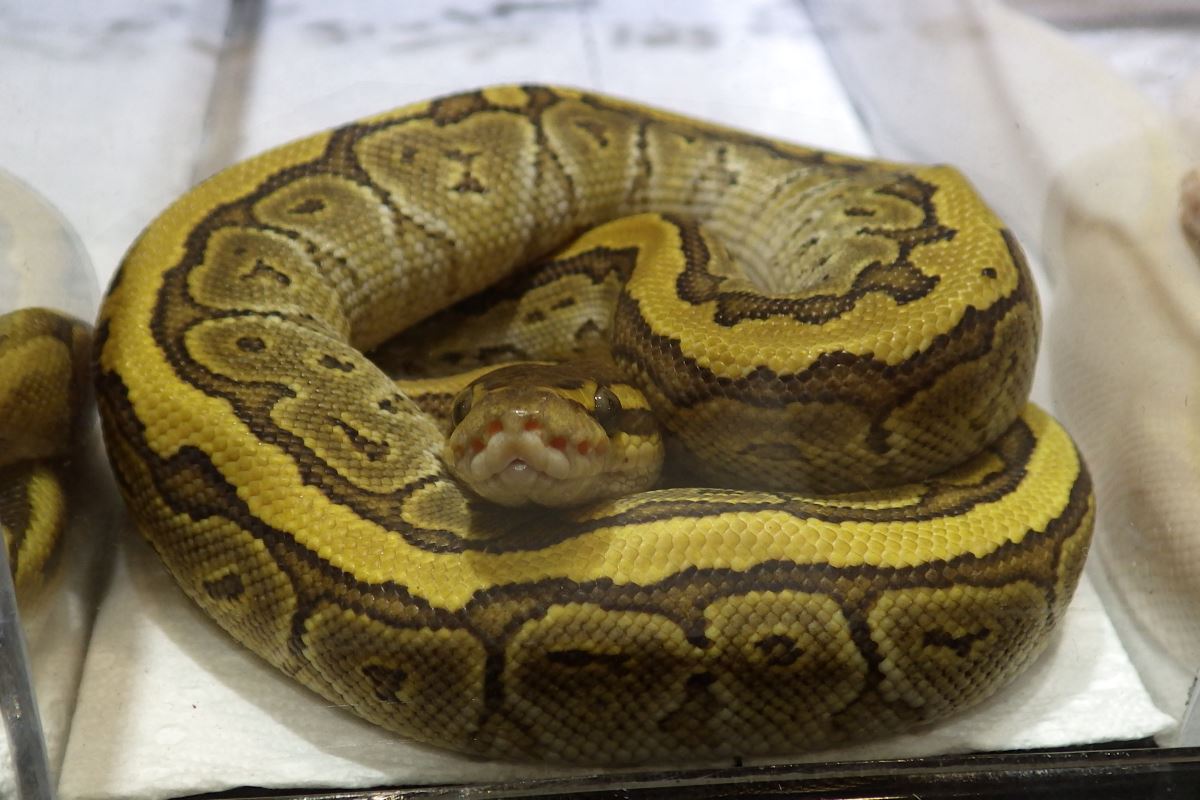 Ball Python Rolled Into a Ball.