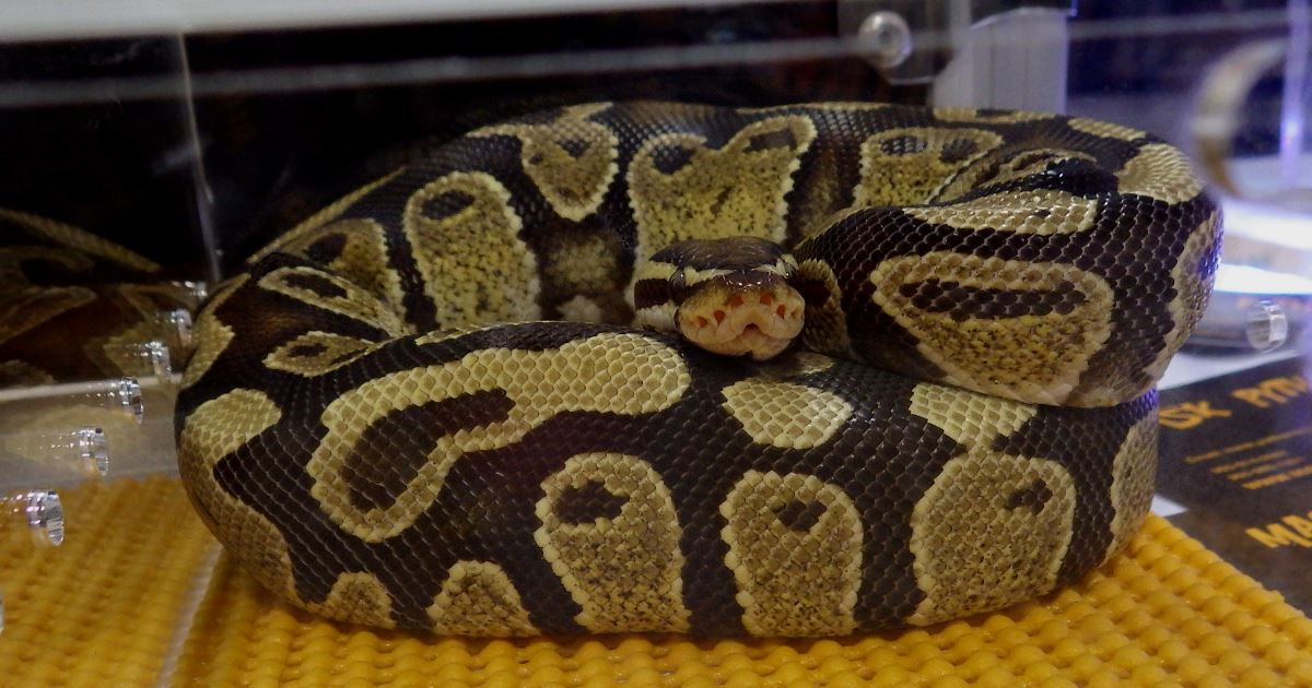 Ball Python Rolled Into a Ball.