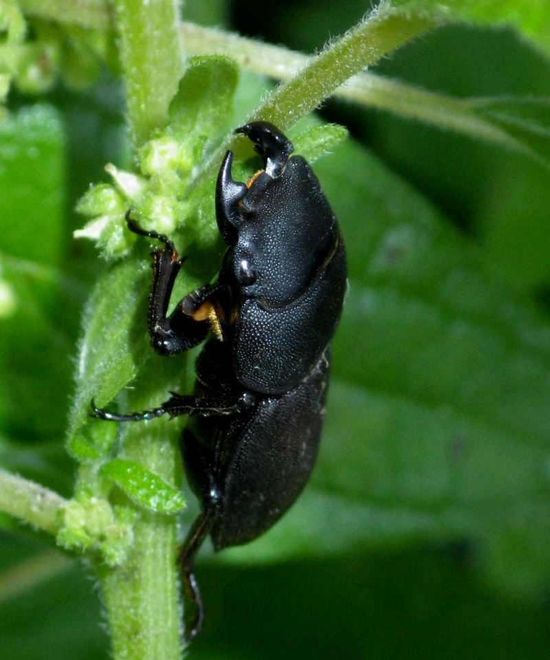 Lesser Stag Beetle.