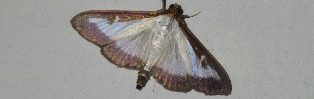 Box tree moth.