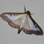 Box tree moth.