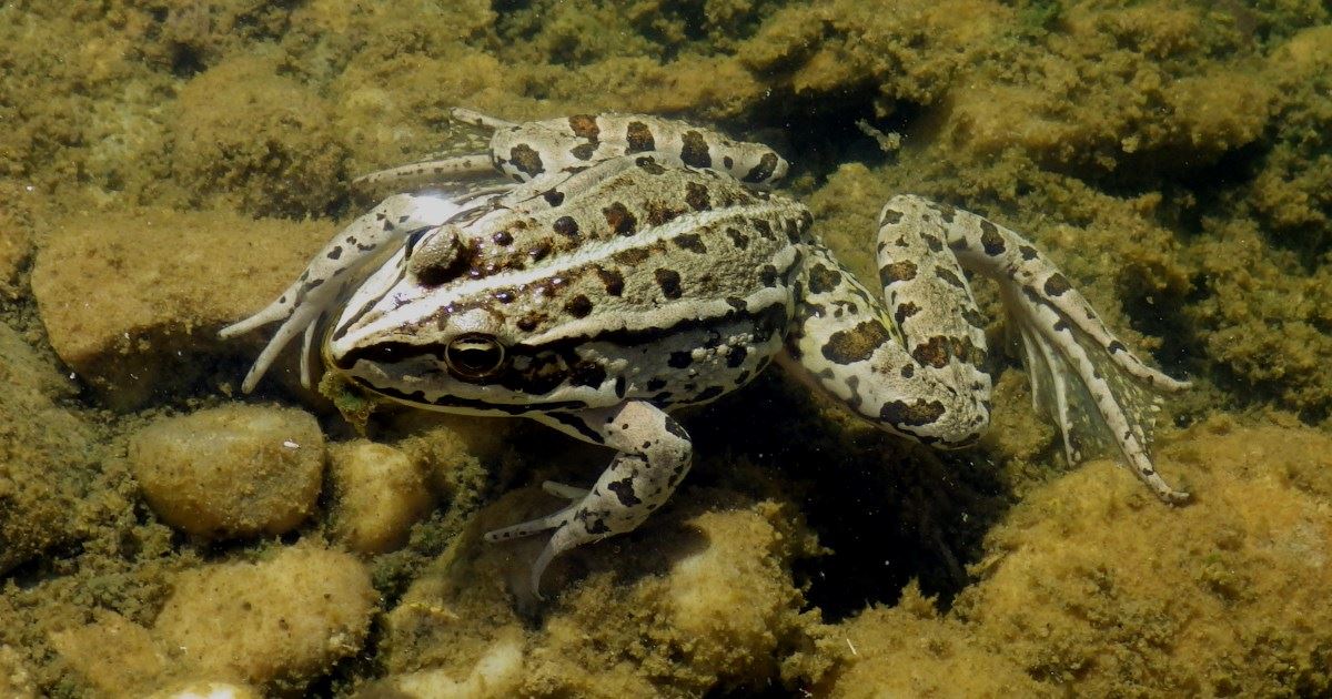 European water frog.