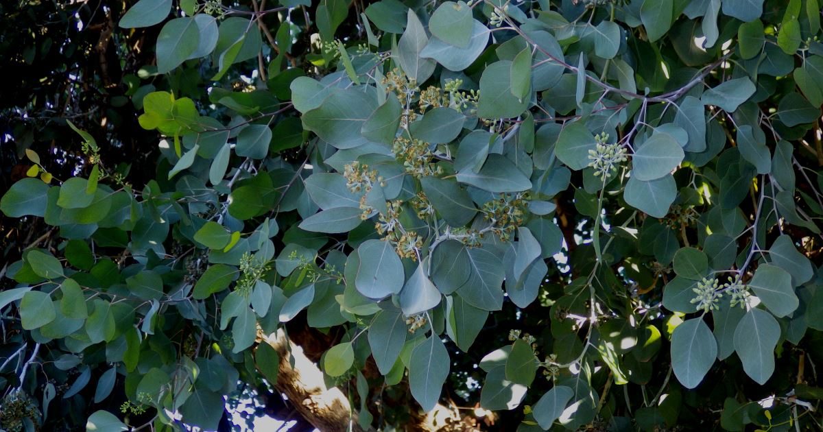 Eucalyptus tree in California.
