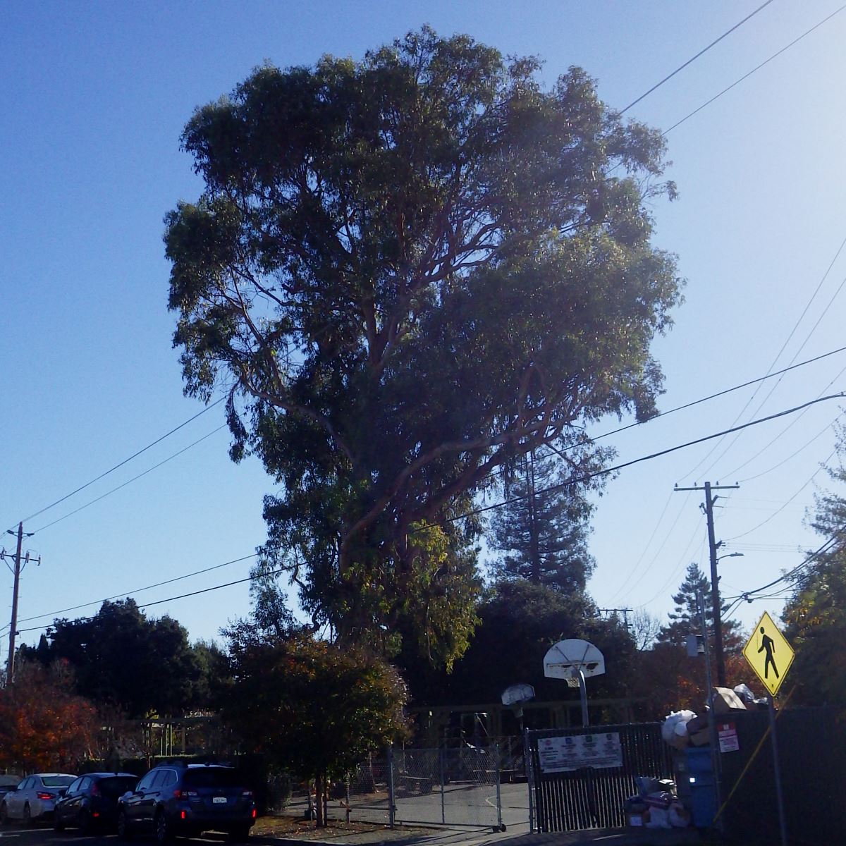 Eucalyptus tree in California.