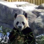 Giant Panda eating Bamboo