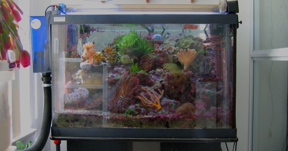 Reef tank with siphon overflow.