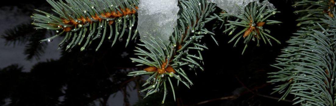 Pine branch with snow.